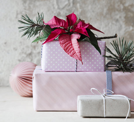 Röd julstjärna (Euphorbia pulcherrima) i kruka som skapar julstämning – en grön gåva och vacker bordsdekoration, matcha gärna med miniväxter och novemberkaktus.