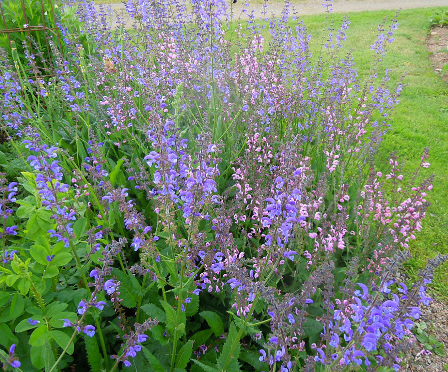 Krukodlade perenner: Salvia pratensis i två färger, avhärdade plantor med friskt rotsystem – plantera i rabatt och vattna noga för snabb etablering.