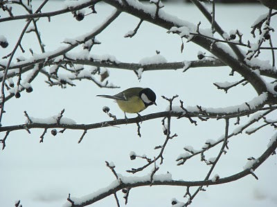 Småfågel i vinterträdgård som äter vildfågelfrön och talgbollar vid fågelbord – mata småfåglar i februari, hantera snö och väderskydd i trädgården.