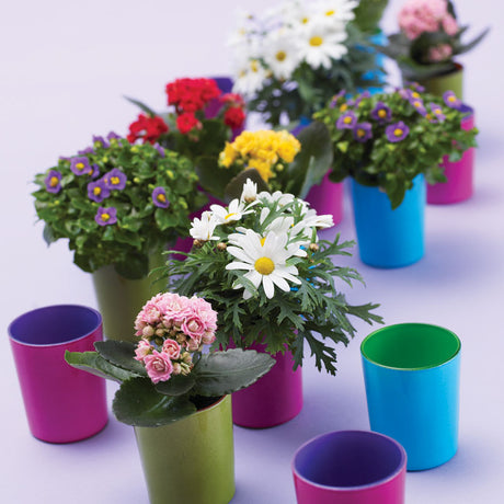 Välkomna våren med vårens färgprakt: Jordviva (Primula vulgaris), Ranunculus, madeiraginst, lyckoklöver och Bellis i färgglada krukor som bordsdekoration och vårkruka.
