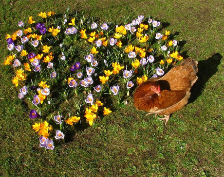 Favorithönan bland blommande krokus i Myosotis trädgård i norra Skåne (odlingszon 3) – naturnära vår med snödroppar och miniiris, höns, holkar och rikt fågelliv.