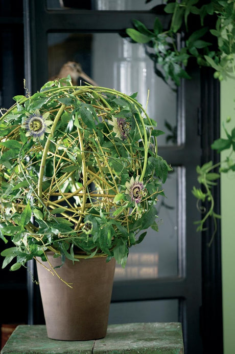Passionsblomma (Passiflora) – exotisk klätterväxt för odling och skötsel som krukväxt inomhus och ute på spaljé, i uterum, på balkong eller terrass