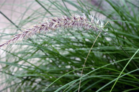 Fjäderborstgräs (Pennisetum setaceum) i rabatt – luftigt prydnadsgräs med långa vippor; ettårigt för solig, vindskyddad plats eller kruka.