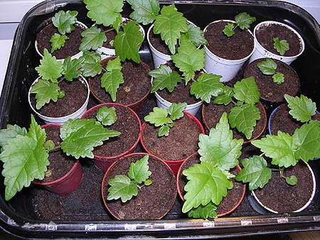Småplantor i brickor och så- och plantjord – vårsådd och väntan på våren i Norrbotten; omplantering och vattning hos trädgårdsnörd i Luleå inför odlingssäsongen.