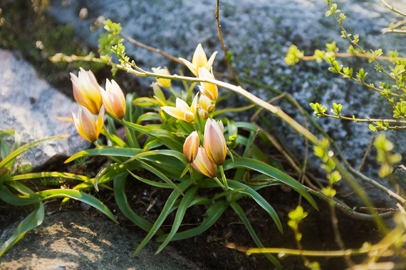 Flocktulpan (Tulipa tarda) i Mästarrabatten 'Solbacken' – solälskande, självspridande vårlök med gula blommor och vita spetsar; tidig vårblomning april–maj i svensk villaträdgård enligt Torsten Wallin.