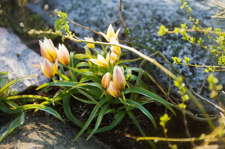 Flocktulpan (Tulipa tarda) i Mästarrabatten 'Solbacken' – solälskande, självspridande vårlök med gula blommor och vita spetsar; tidig vårblomning april–maj i svensk villaträdgård enligt Torsten Wallin.