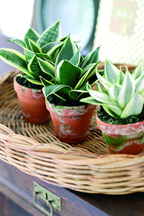 Tre krukväxter på rad i Botanical Balance-stil – lättskötta krukväxter för inredning: Hoya/porslinsblomma, Homalomena rubescens, Sansevieria samt suckulenter som Aloe och Callisia.
