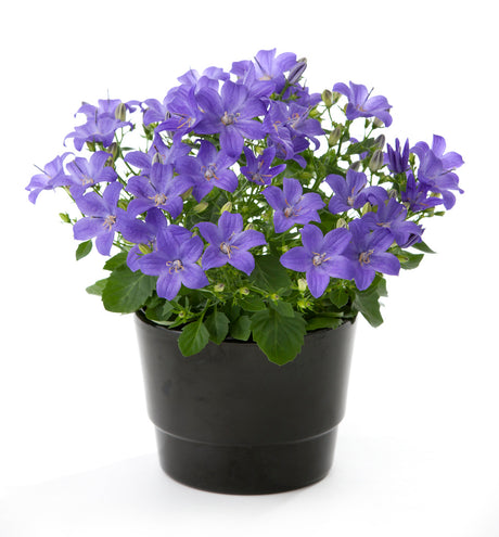 Campanula x hybrid Magic Mee® – unik, dekorativ campanulahybrid med kompakt, upprätt växtsätt, riklig knoppning och långvarig blomning; idealisk för rabatter, krukor och stenpartier; lättskött, tålig och trivs i näringsfattig jord.