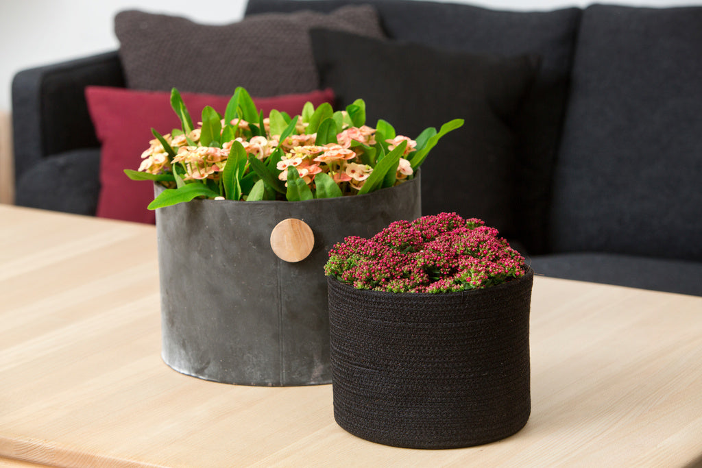 Floradania Euphorbia milii och Crassula i Timeless Bloom – skandinavisk växtinredning; Natur – en stilart med dämpade gröna nyanser och bourdeaux, harmoniskt och balanserat uttryck med naturens transparens.