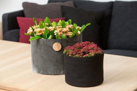 Floradania Euphorbia milii och Crassula i Timeless Bloom – skandinavisk växtinredning; Natur – en stilart med dämpade gröna nyanser och bourdeaux, harmoniskt och balanserat uttryck med naturens transparens.