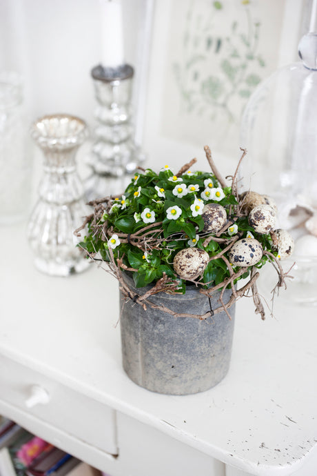 Exacum affine (blåöga) – blommande krukväxt med små doftande blommor i blå, rosa och vita nyanser; romantisk, lättskött bordsdekoration med lång blomning.