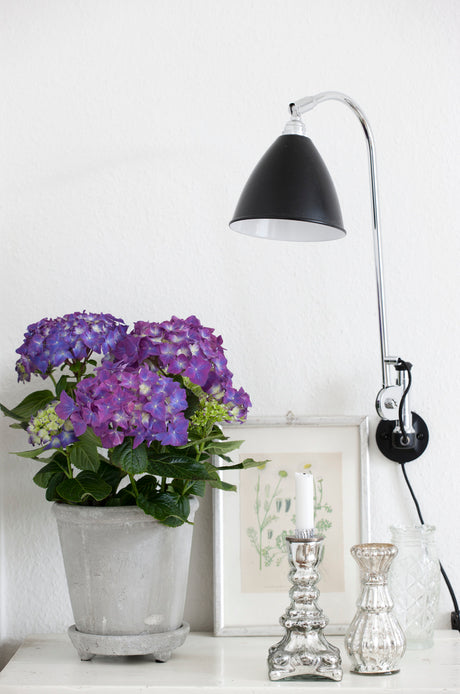 Hortensia (Hydrangea) i trädgård – färggranna blommor som trivs i mullrik, fuktig men väldränerad jord; som krukväxt eller buske; blomfärg styrs av jordens pH.