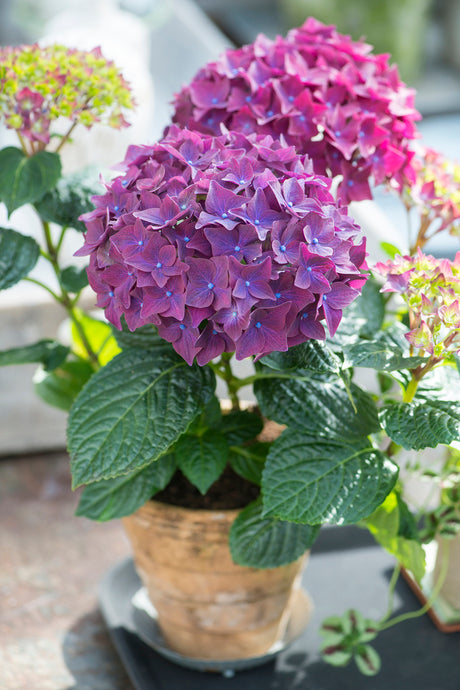 Hortensia 'Deep Purple' – Claus Dalbys inspiration för krukväxter: samplantering med campanula, Trifolium 'Dragons Blood' och Orostachys iwarenge i terrakotta/betongkrukor, stilleben på bricka – Floradania.