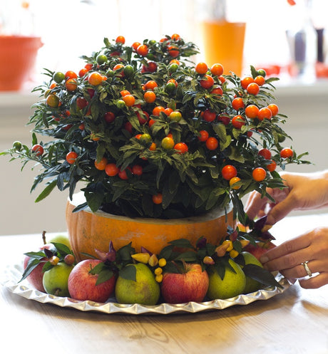 Höstvackert halloweenarrangemang: urgröpt pumpa fylld med korallbär som färgstark bordsdekoration, matchad med dekorpumpor, lyktor och prydnadskål.
