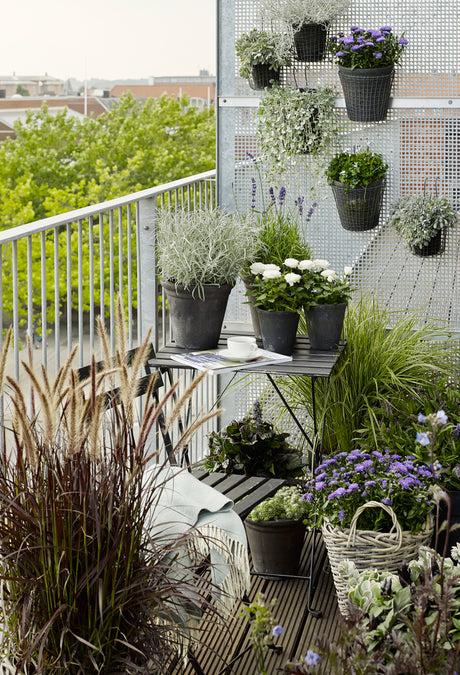 Balkongodling och urban gardening: krukträdgård i sensommar med blå astrar, lavendel (Lavandula), Calocephalus, Orostachys, Echeveria och Viola hederacea, prydnadsgräs som Calamagrostis och Pennisetum, rosor och Helichrysum – lugn blågrön oas.