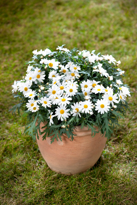 Marguerit (Argyranthemum frutescens) – klassisk korgblomma i familjen Asteraceae med kantblommor och diskblommor; robust, lättskött sommarblomma för soligt läge, balkong och uteplats; nya australiensiska sorter med kontinuerlig blomning vår till höst