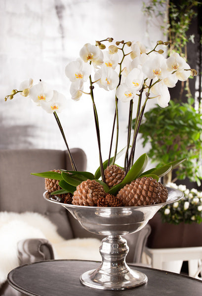 Phalaenopsis (brudorkidé) i silverskål – lättskött inomhusväxt med långlivade blommor; skötselråd: ljust läge utan stark sol, vattning var 5–12:e dag, barkbaserad orkidékompost, 18–25 °C, svag orkidégödsel, omplantering vartannat år