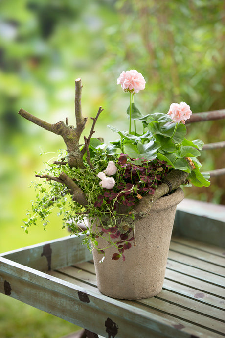 Mors dag-arrangemang: pelargoner, timjan och klöver i lerkruka med naturkänsla – Floradania-inspiration, ätliga växter och hållbar present.
