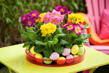 Primula i skål med dekorativa ägg – färgglatt påskarrangemang som centerpiece på påskbordet; enkel vårig dekoration med blommor.