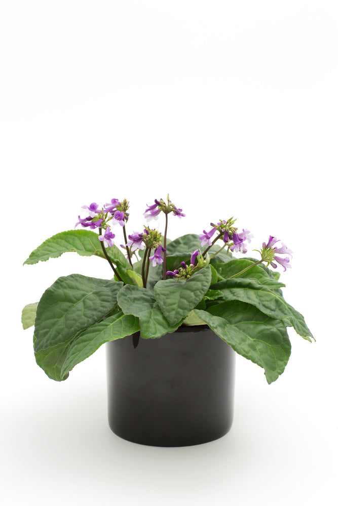 Pysslingmössa (Tetranema mexicanum) – lättskött, rikblommande och självrensande sommarblomma från Mexiko; färgstarka blommor, trivs i halvskugga.