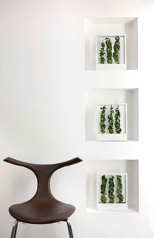 Hoya carnosa 'Compacta' – porcelain flower/wax plant (Hindu rope) with thick, curled leaves and trailing vines in a framed indoor display by Trädgårdsmästeriet Offer Madsen, fönsterkarmens skulptur.