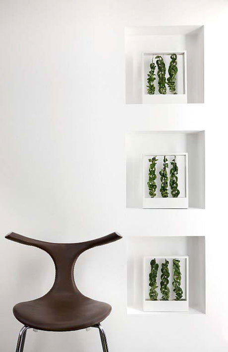 Hoya carnosa 'Compacta' – porcelain flower/wax plant (Hindu rope) with thick, curled leaves and trailing vines in a framed indoor display by Trädgårdsmästeriet Offer Madsen, fönsterkarmens skulptur.
