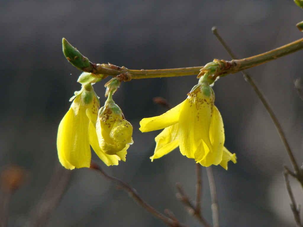 Forsythia beskärning på vårvintern – underhållsbeskärning och föryngringsbeskärning med grensax för vacker form och riklig blomning i prydnadsbuskar