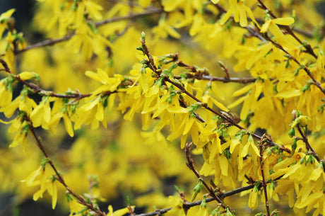 Forsythia (gullbuske) i full sol med riklig gul vårblomning; härdig buske för växtzon 3–5 som trivs i näringsrik, väldränerad jord; passar som häck och finns i kompakta hybridforsythia-sorter.