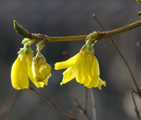 Forsythia i trädgård – beskära prydnadsbuskar på senvinter/vårvinter: underhållsbeskärning eller nedskärning i februari–mars för att föryngra äldre ved och ge rik blomning på kortskott.