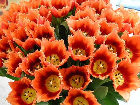 Fransiga tulpaner i färgstark tulpanbukett som ger vårkänsla – ett vackert alternativ till röda rosor på Alla Hjärtans Dag, hållbara snittblommor med enkel skötsel.