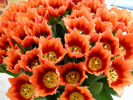 Fransiga tulpaner i färgsprakande bukett som snittblommor – perfekt för Tulpanens Dag – sprider vårkänsla i vinter och inspirerar till trädgårdsplanering och odling.