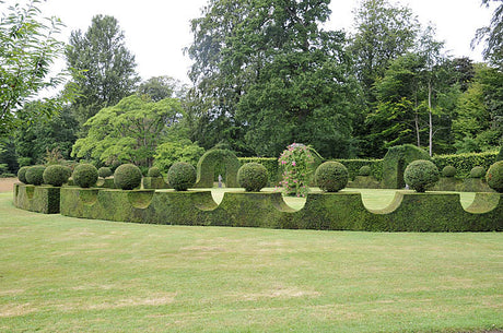 Formklippt buxbomrundel i Fredensborg – vintergrön, städsegrön buxbomshäck (Buxus sempervirens) för struktur och insynsskydd; exempel på vintergröna häckar, plantering och skötsel i zon 1–4.