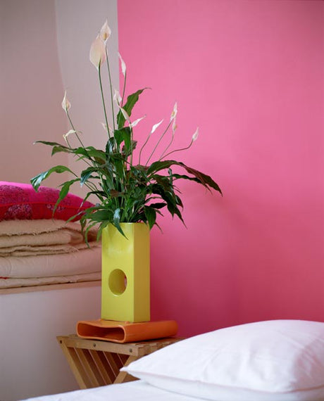 Fredskalla (Spathiphyllum) med vita hölsterblad och blomkolv – luftrenande, lättskött inomhusväxt i familjen kallaväxter (Araceae) som ökar luftfuktigheten och trivs ljust utan direkt sol.
