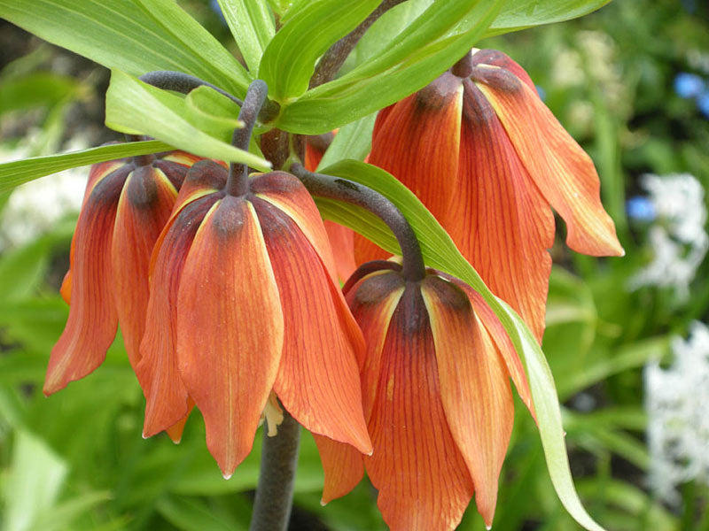 Kejsarkrona Fritillaria imperialis 'Inodora' med orange klockformade blommor och mörkare blombotten och stjälkar; vårblommande lökväxt för soligt, väldränerat läge, plantering 20–30 cm djupt, zon 5.