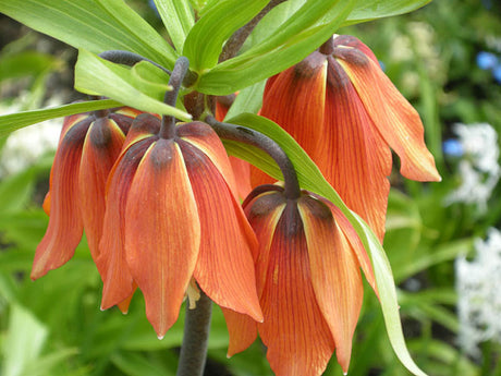 Kejsarkrona Fritillaria imperialis 'Inodora' med orange klockformade blommor och mörkare blombotten och stjälkar; vårblommande lökväxt för soligt, väldränerat läge, plantering 20–30 cm djupt, zon 5.