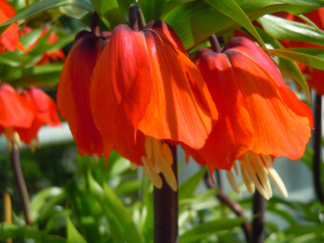 Kejsarkronan (Fritillaria imperialis 'Rubra Maxima') i full blom med röda, nickande klockor och bladtofs – vårblommande, robust lökväxt för solig, väldränerad trädgårdsrabatt som avskräcker rådjur och mullvadar.