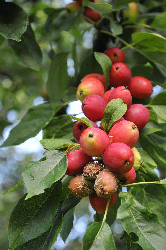 Äpple angripet av fruktmögel (gul monilia) – svampsjukdom med fruktröta och äppleskorv; skador som korkrost, pricksjuka och Gloesporium‑rötor; förebygg genom att ta bort fruktmumier och städa under trädet.