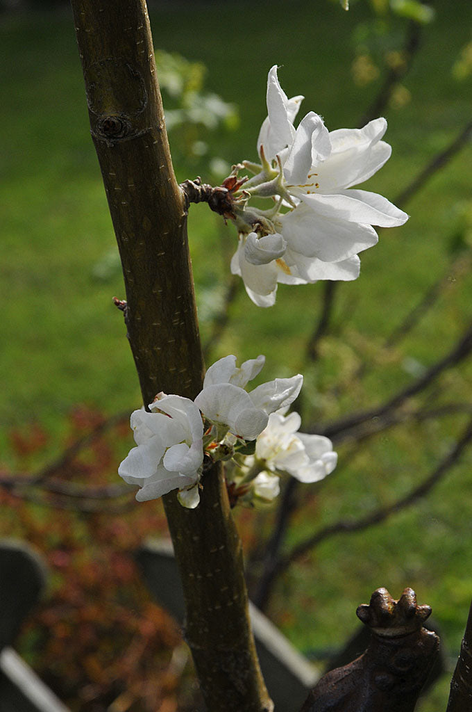 Frostskador på fruktträd: blommor i full blom med frusna knoppar och nyutslagna blad – risk för utebliven pollinering vid vårfrost.
