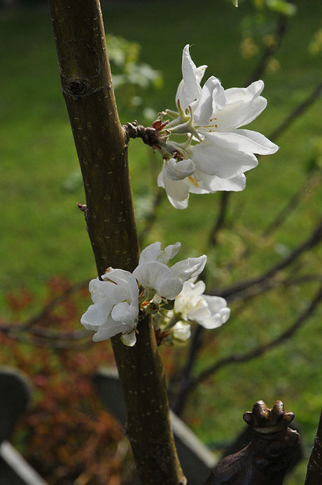 Frostskador på fruktträd: blommor i full blom med frusna knoppar och nyutslagna blad – risk för utebliven pollinering vid vårfrost.