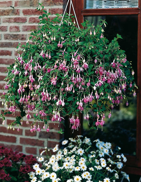 Fuchsia i ampel på balkong – hängande fuchsiasort med droppformade knoppar och röd-rosa blommor; lång blomning, halvskugga, väldränerad jord och regelbunden gödsling.