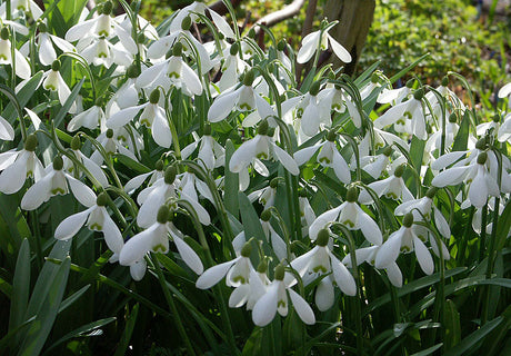 Snödroppar (Galanthus nivalis) i rugge under tidig vår – klassisk art som bildar tuvor i trädgården, lätt att skilja från snöklocka (Leucojum vernum) genom blomformen.