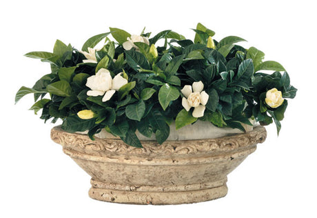 Gardenia jasminoides med vita doftande blommor och glänsande mörkgröna blad - surjordsplanta som trivs med kalkfritt vatten, jämn fukt, hög luftfuktighet, ljus placering och rhododendronjord.