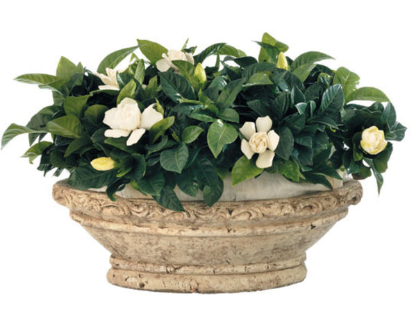 Gardenia jasminoides med doftande, krämvita blommor och glänsande mörkgröna blad; surjordsväxt för inomhus och uterum, kalkfritt vatten, hög luftfuktighet och ljust läge utan direkt sommarsol.