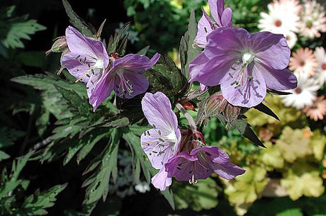 Geranium 'Purple Haze' (ängsnäva) – torktålig perenn för underplantering och odling under stora träd i sol eller halvskugga; robust växtval för torra lägen.