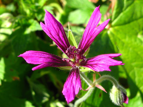 Geranium psilostemon 'Catherine Deneuve', flikig näva 35–40 cm med mattbildande bladverk och mörkt ceriserosa, stjärnformade blommor med mörkt öga; lång blomning juli–september, härdig marktäckare för sol–halvskugga.