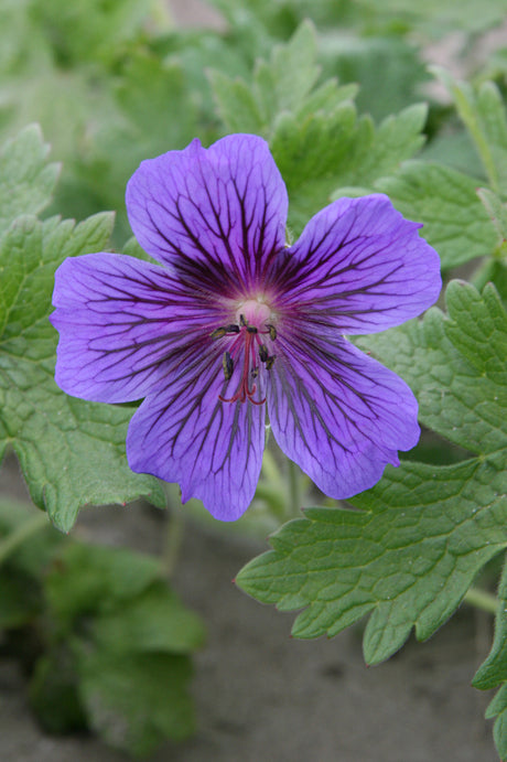 Näva 'Rosemoor' (Geranium x magnificum) – mörkt rosavioletta, långblommande blommor; lättodlad perenn och vävarväxt för väldränerad trädgårdsrabatt i sol–halvskugga som lockar pollinatörer.