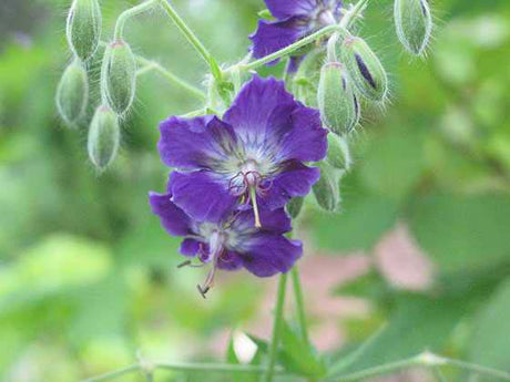 Geranium phaeum 'Lividum' (brunnäva) – blåviolett näva med blå blommor, perenn för halvskugga; perfekt i blå rabatt, sval plantering och ”blått i trädgården”-trenden.