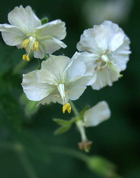 Geranium phaeum vit (Geranium phaeum ‘Album’) med vita blommor – exempel på latinska färgord i växtnamn där artepitetet alba/album/albus anger färgen; botaniska och vetenskapliga namn, latinska färgtermer.