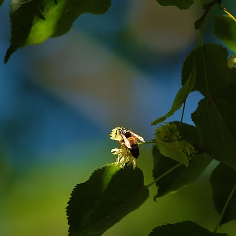 Geting vid utomhusmatbord på sommaren, lockad av socker och kött; del av getingarnas livscykel från drottningens getingbo; viktig för pollinering och ekosystemet men risk för getingstick och allergi.