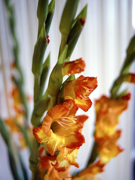 Gladiol (Gladiolus x hortulanus) – färgstark knölväxt i familjen Iridaceae/svärdsliljeväxter, populär snittblomma och rabattväxt; blomning juli–september, odling och vinterförvaring av knölar.